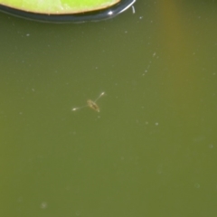 Notonectidae (family) (Backswimmer) at Wamboin, NSW - 28 Feb 2018 by natureguy