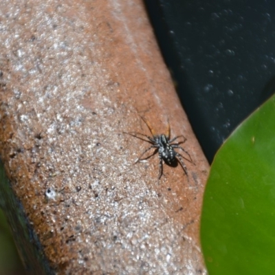 Nyssus coloripes (Spotted Ground Swift Spider) at Wamboin, NSW - 28 Feb 2018 by natureguy