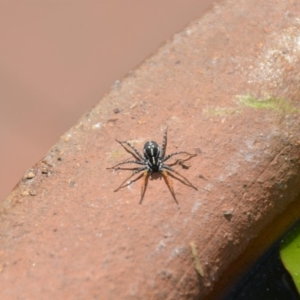 Nyssus coloripes at Wamboin, NSW - 28 Feb 2018 05:00 PM