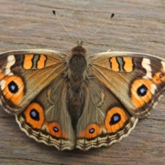 Junonia villida (Meadow Argus) at Paddys River, ACT - 22 Apr 2018 by YumiCallaway