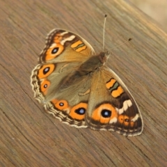 Junonia villida at Paddys River, ACT - 22 Apr 2018