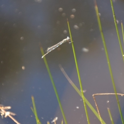 Austrolestes sp. (genus) (Ringtail damselfy) at QPRC LGA - 28 Feb 2018 by natureguy