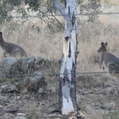 Notamacropus rufogriseus (Red-necked Wallaby) at Gigerline Nature Reserve - 21 Apr 2018 by YumiCallaway