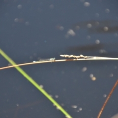 Zygoptera (suborder) (Damselfly) at QPRC LGA - 28 Feb 2018 by natureguy