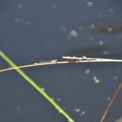 Zygoptera (suborder) (Damselfly) at QPRC LGA - 28 Feb 2018 by natureguy