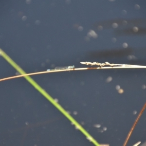 Zygoptera (suborder) at Wamboin, NSW - 28 Feb 2018 05:31 PM