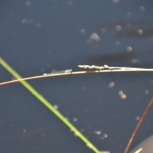 Zygoptera (suborder) at Wamboin, NSW - 28 Feb 2018 05:31 PM