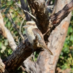 Dacelo novaeguineae (Laughing Kookaburra) at Wapengo, NSW - 21 Jun 2018 by RossMannell