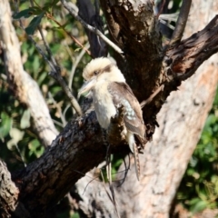 Dacelo novaeguineae at Wapengo, NSW - 21 Jun 2018