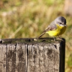 Eopsaltria australis (Eastern Yellow Robin) at Wapengo, NSW - 20 Jun 2018 by RossMannell