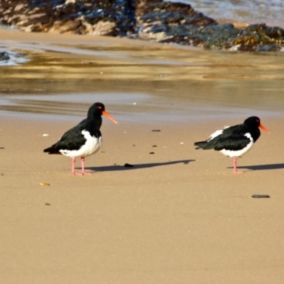 Haematopus longirostris (Australian Pied Oystercatcher) at Wapengo, NSW - 21 Jun 2018 by RossMannell