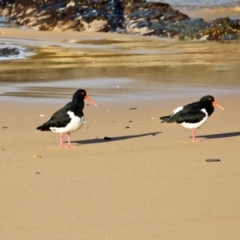 Haematopus longirostris at Wapengo, NSW - suppressed