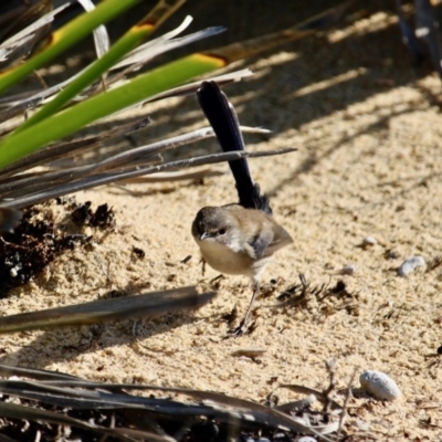 Malurus cyaneus (Superb Fairywren) at Wapengo, NSW - 21 Jun 2018 by RossMannell