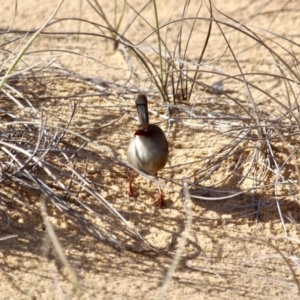 Malurus cyaneus at Wapengo, NSW - 21 Jun 2018