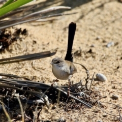 Malurus cyaneus at Wapengo, NSW - 21 Jun 2018