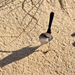 Malurus cyaneus at Wapengo, NSW - 21 Jun 2018