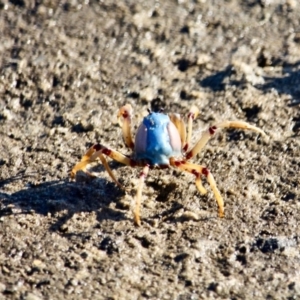 Mictyris longicarpus at Wapengo, NSW - 21 Jun 2018