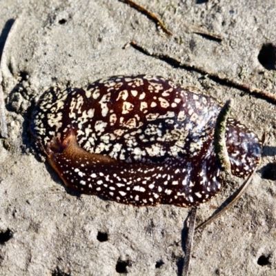 Unidentified Jellyfish or Hydroid  at Wapengo, NSW - 21 Jun 2018 by RossMannell