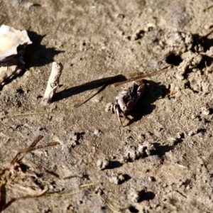 Heloecius cordiformis at Wapengo, NSW - 21 Jun 2018