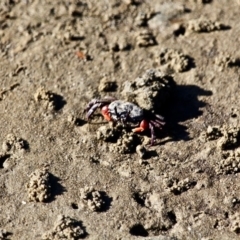 Heloecius cordiformis at Wapengo, NSW - 21 Jun 2018