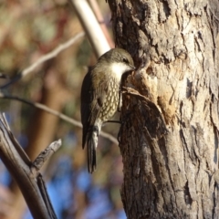 Cormobates leucophaea (White-throated Treecreeper) at Isaacs Ridge and Nearby - 14 Jul 2018 by Mike