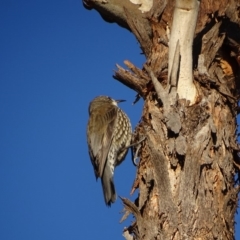 Cormobates leucophaea at Jerrabomberra, ACT - 14 Jul 2018