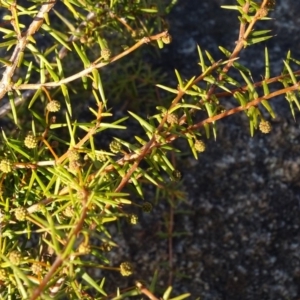 Acacia ulicifolia at Jerrabomberra, ACT - 14 Jul 2018