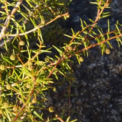 Acacia ulicifolia (Prickly Moses) at Isaacs Ridge and Nearby - 14 Jul 2018 by Mike