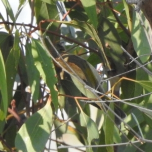 Ptilotula fusca at Majura, ACT - 23 Apr 2018