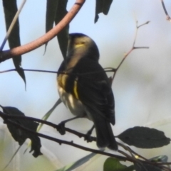 Ptilotula fusca at Majura, ACT - 23 Apr 2018