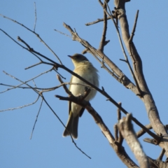 Ptilotula fusca at Majura, ACT - 23 Apr 2018