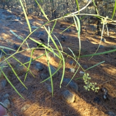 Acacia suaveolens (Sweet Wattle) at Jerrabomberra, ACT - 14 Jul 2018 by Mike