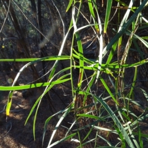 Acacia suaveolens at Jerrabomberra, ACT - 14 Jul 2018