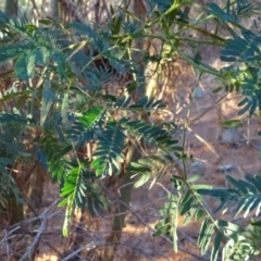 Acacia sp. (A Wattle) at Jerrabomberra, ACT - 15 Jul 2018 by Mike