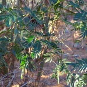 Acacia sp. at Jerrabomberra, ACT - 15 Jul 2018