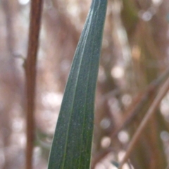 Acacia sp. at Jerrabomberra, ACT - 15 Jul 2018