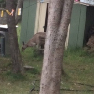 Macropus giganteus at undefined - 14 Jul 2018 06:58 PM