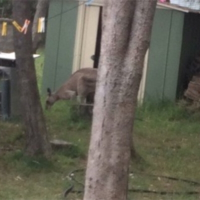 Macropus giganteus (Eastern Grey Kangaroo) at Undefined - 14 Jul 2018 by Tobytoyto