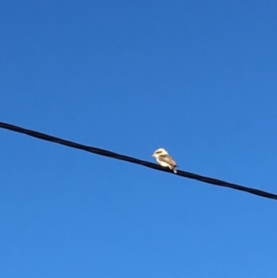 Dacelo novaeguineae (Laughing Kookaburra) at Undefined - 14 Jul 2018 by Winston