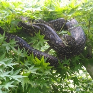 Morelia spilota spilota at undefined - 29 Dec 2016