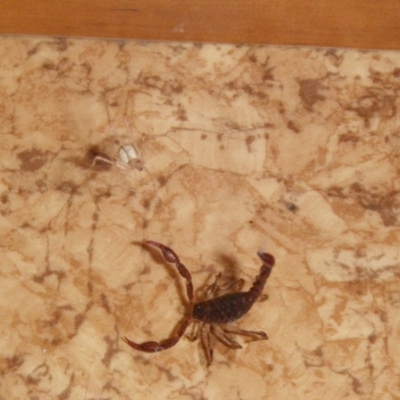 Cercophonius squama (Wood Scorpion) - 23 May 2010 by Firegirl54