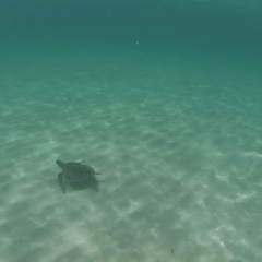 Chelonioidea (superfamily) (Sea Turtles) - 4 Jan 2014 by Winston
