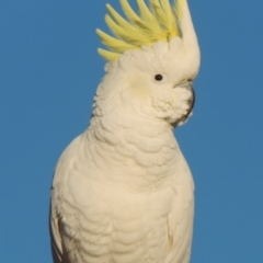 Cacatua galerita (Sulphur-crested Cockatoo) at Pollinator-friendly garden Conder - 13 Jul 2018 by michaelb