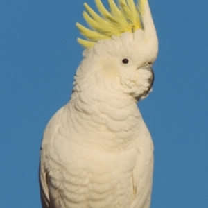 Cacatua galerita at Conder, ACT - 14 Jul 2018