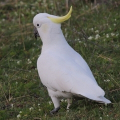Cacatua galerita (Sulphur-crested Cockatoo) at Banks, ACT - 15 Sep 2014 by MichaelBedingfield
