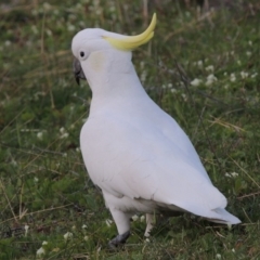 Cacatua galerita (Sulphur-crested Cockatoo) at Banks, ACT - 15 Sep 2014 by michaelb