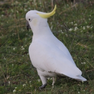 Cacatua galerita at Banks, ACT - 15 Sep 2014 06:21 PM