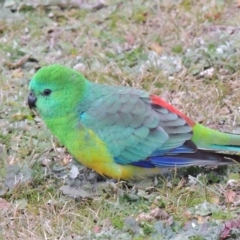 Psephotus haematonotus (Red-rumped Parrot) at Greenway, ACT - 14 Jul 2014 by MichaelBedingfield