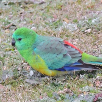 Psephotus haematonotus (Red-rumped Parrot) at Greenway, ACT - 14 Jul 2014 by michaelb