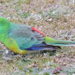 Psephotus haematonotus at Greenway, ACT - 14 Jul 2014